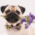 Pug Dog with Flowers
